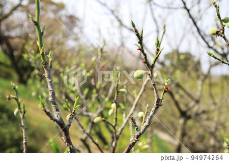 膨らみ始めた梅の実 94974264