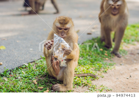 A macaca monkey, Khao Toh Sae Viewpoint on the Highest Hill in Phuket, Thailand A macaca monkey, Khao Toh Sae Viewpoint on the Highest Hill in Phuket, Thailand 94974413