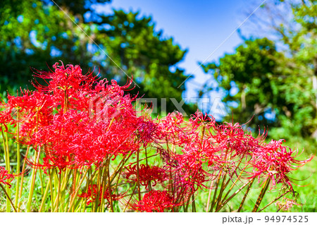 彼岸花　ヒガンバナ　曼珠沙華　リコリス　石蒜　【 お彼岸 の イメージ 】 94974525