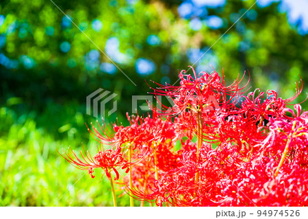 彼岸花　ヒガンバナ　曼珠沙華　リコリス　石蒜　【 お彼岸 の イメージ 】 94974526