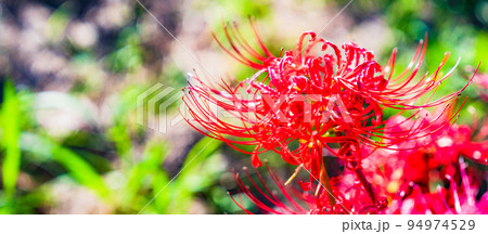 彼岸花 ヒガンバナ 曼珠沙華 リコリス 石蒜 【 お彼岸 の イメージ 】 彼岸花 ヒガンバナ 曼珠沙華 リコリス 石蒜 【 お彼岸 の イメージ 】 94974529