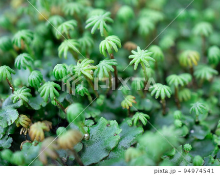 ゼニゴケ ゼニゴケ 94974541