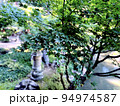 紅葉前の青いもみじ  紅葉前の青いもみじ  94974587