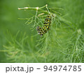 アゲハ蝶の幼虫02 94974785
