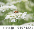 ミツバチ 94974821