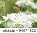 ミツバチホバー 94974822