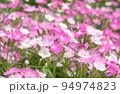 ピンク花 94974823