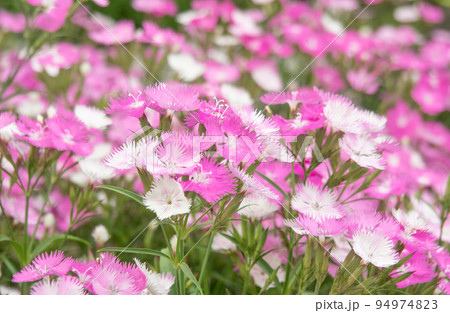 ピンク花 94974823