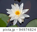 睡蓮の花 94974824