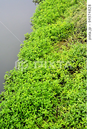 地球上で最悪の侵略的植物ナガエツルノゲイトウ 94974828