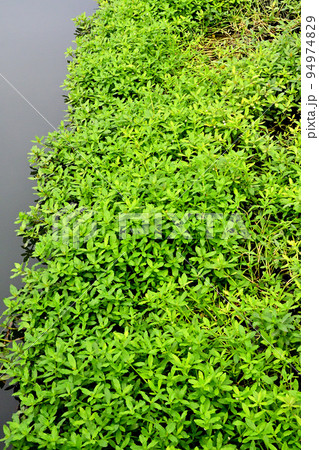 地球上で最悪の侵略的植物ナガエツルノゲイトウ 94974829