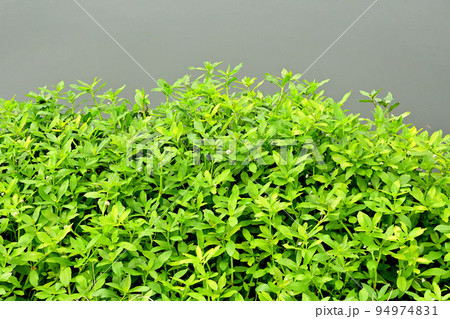 地球上で最悪の侵略的植物ナガエツルノゲイトウ 94974831