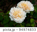 白いバラ 94974833