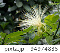 パキラの花 94974835