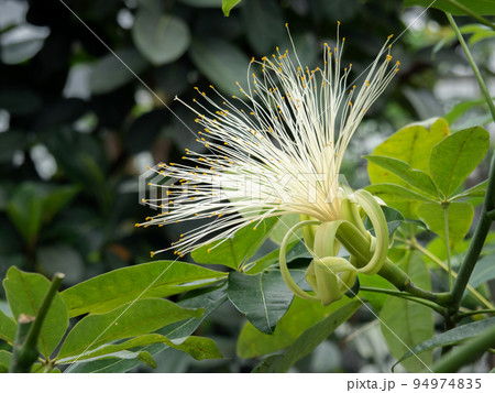 パキラの花 パキラの花 94974835