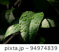 緑葉っぱ 94974839