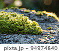 岩にコケ 94974840
