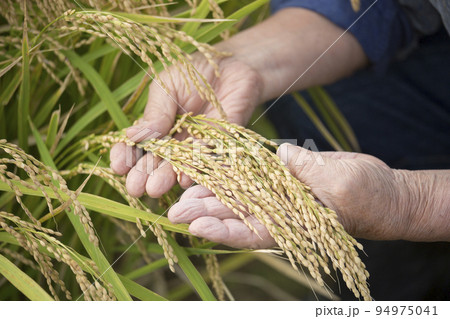 稲田の実り　米作りのベテラン男性の手元　農家の仕事 94975041