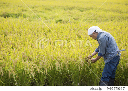 稲田の実り　米作りのベテラン男性　農家の仕事 94975047