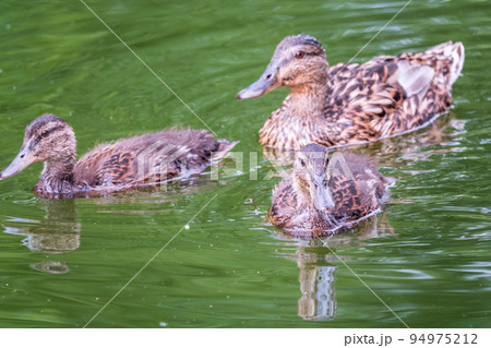A family of ducks, a duck and its little ducklings are swimming in the water. The duck takes care of its newborn ducklings. Mallard, lat. Anas platyrhynchos A family of ducks, a duck and its little ducklings are swimming in the water. The duck takes care of its newborn ducklings. Mallard, lat. Anas platyrhynchos 94975212