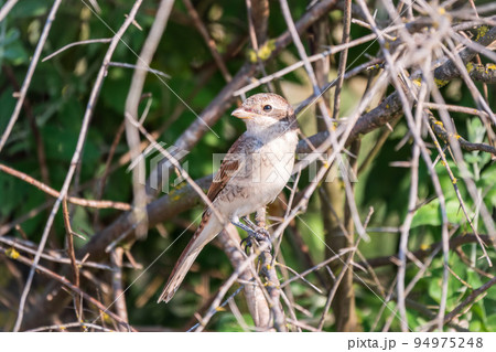 Juvenile Red-backed Shrike sitting on a tree branch. Juvenile Red-backed Shrike sitting on a tree branch. 94975248