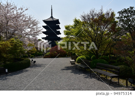 日本の京都府の京都市　春の東寺　満開の桜と国宝の五重塔　植物が美しい日本庭園 94975314