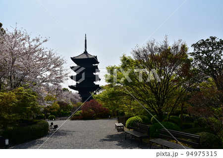 日本の京都府の京都市　春の東寺　満開の桜と国宝の五重塔　植物が美しい日本庭園 94975315