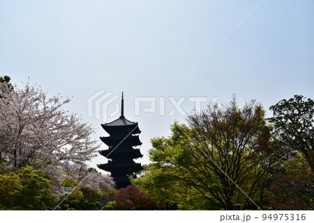 日本の京都府の京都市　春の東寺　満開の桜と国宝の五重塔　植物が美しい日本庭園 94975316