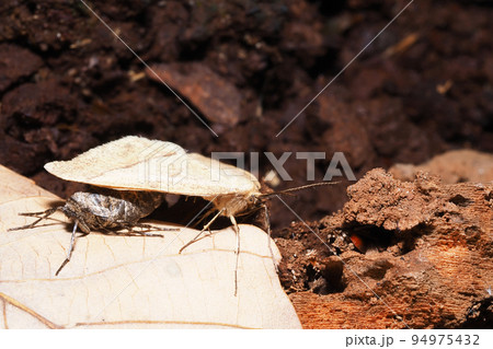 クロスジフユエダシャク(交尾中) クロスジフユエダシャク(交尾中) 94975432