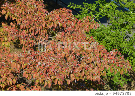 紅葉のハナミズキ　2 94975705