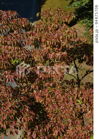 紅葉のハナミズキ 3 紅葉のハナミズキ 3 94975706