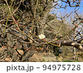梅 94975728
