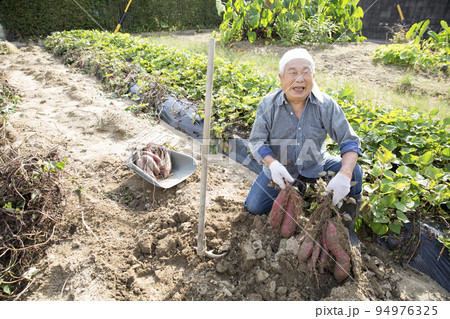 家庭菜園を楽しむ元気な高齢者、サツマイモの収穫、日本人男性 94976325
