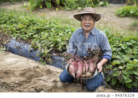 家庭菜園を楽しむ元気な高齢者、サツマイモの収穫、日本人男性 94976329