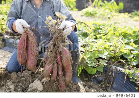 サツマイモの収穫、日本人男性 94976401
