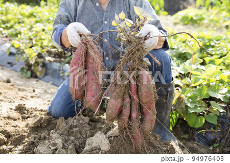 サツマイモの収穫、日本人男性 94976403