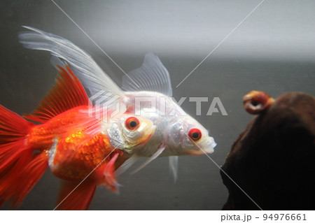 春に発情期を迎えた金魚 春に発情期を迎えた金魚 94976661