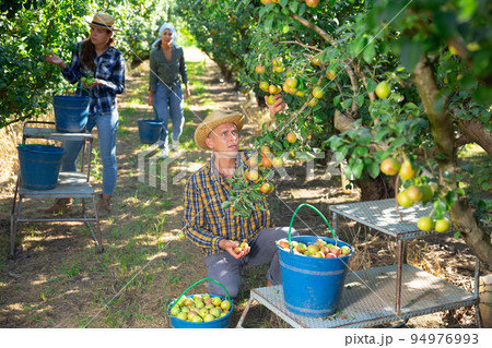 Man farmer picking ripe pears in garden 94976993