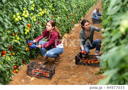 Farmers harvest tomatoes and put in boxes Farmers harvest tomatoes and put in boxes 94977035