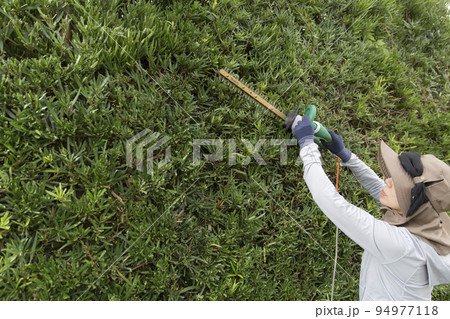 電動バリカンで剪定する主婦 94977118