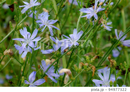 雨に濡れたチコリの花 94977322