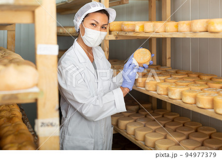 Female cheese dairy worker in protective mask checks the quality of cheese Female cheese dairy worker in protective mask checks the quality of cheese 94977379