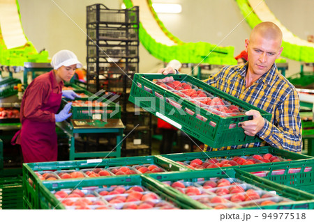 Woman packing peaches and man carrying box Woman packing peaches and man carrying box 94977518