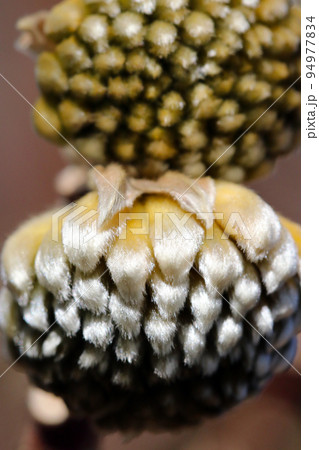 和紙の原料として有名なミツマタの冬芽に暖かい日差しが当たるマクロ写真 和紙の原料として有名なミツマタの冬芽に暖かい日差しが当たるマクロ写真 94977834