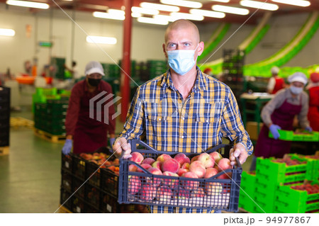 Loader in protective mask carrying box with fresh peaches at sorting and packaging factory Loader in protective mask carrying box with fresh peaches at sorting and packaging factory 94977867