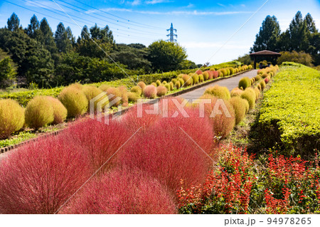 埼玉県さいたま市 大宮花の丘農林公園コキア 埼玉県さいたま市 大宮花の丘農林公園コキア 94978265