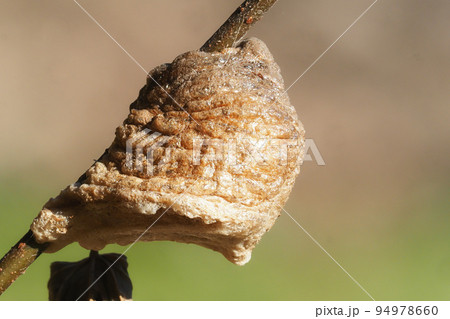 オオカマキリの卵 94978660