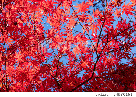 モミジの紅葉 94980161
