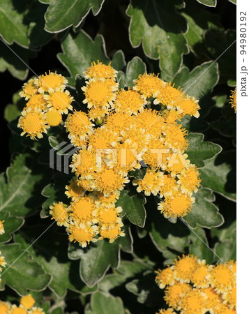 ハナイソギクの花 ハナイソギクの花 94980192