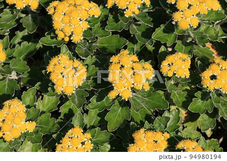 ハナイソギクの花 ハナイソギクの花 94980194